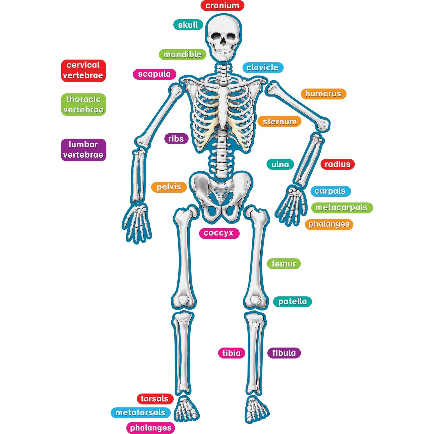 Human Skeleton Accents Theme/Subject: Learning, Skill Learning: Anatomy, 40 Pieces, 5-17 Year, 1 / Set